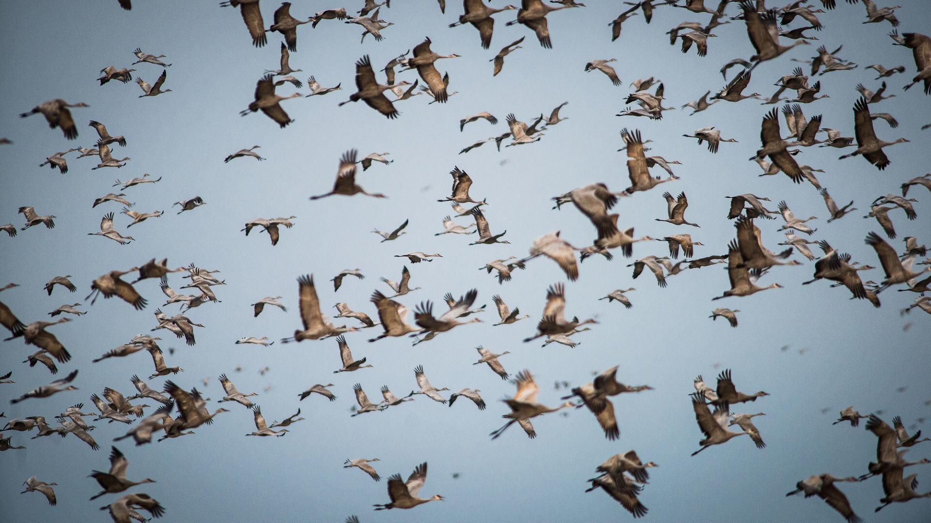 Cranes